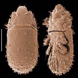 Remnants;  Verpacarus  (Lohmanniidae) (DEW)