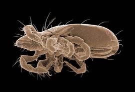 Lateral opisthonotall glands present;  Perlohmannia  (DEW)