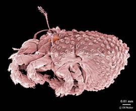   Nanorchestes  sp. (DEW)
