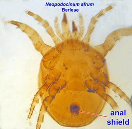  Neopodocinum afrum 
