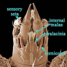  Nothogynus  subcapitular gutter (DEW)