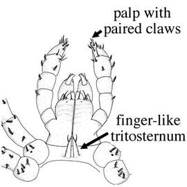 Anterior venter (JC, DEW)