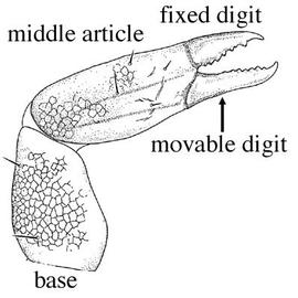 3-segmented chelicera of opilionid (CB, DEW)