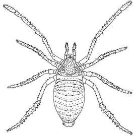 Opilioacarid dorsal (JC)