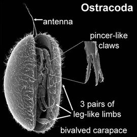 Cyprinid ostracod, rainforest (DEW)
