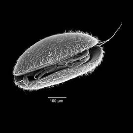 Terrestrial ostracod (DEW)