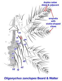   Oligonychus zanclopes 
