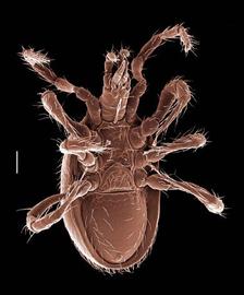 Venter covered by large ventrianal shield;  Antennolaelaps  sp. (DEW)