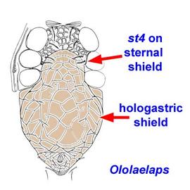  Ololaelaps  female venter