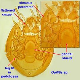   Opilitis  female
