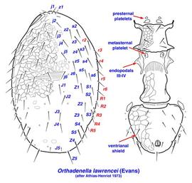  Orthadenella lawrencei 