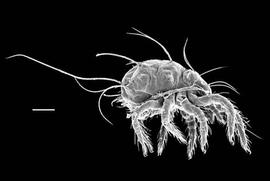  Stomacarus  lateral (DEW)