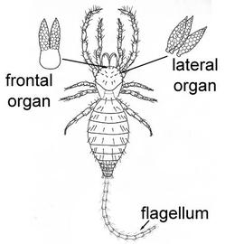 Microwhip scorpion ( Eukoeninia ) (CB, DEW)