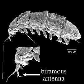 Head of pauropodid (DEW)