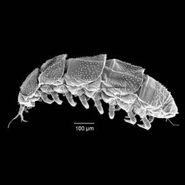 Pauropodid dorso-lateral view (DEW)