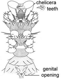 Venter of anterior portion of microwhip scorpion (CB, DEW)