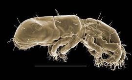  Gehypochthonius  (DEW)