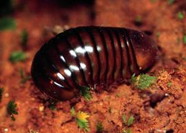 Pill millipede (HCP)
