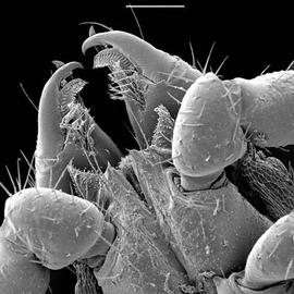 Pseudoscorpion venter of palp coxae and chelicerae (DEW)