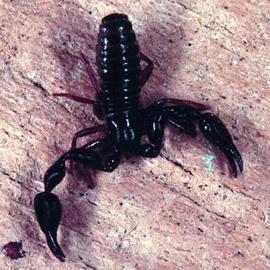 Pseudoscorpion (HCP)
