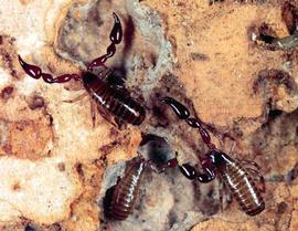 3 pseudoscorpions under bark (HCP)