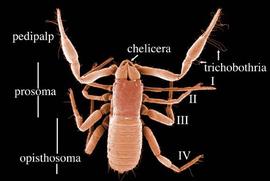 Pseudoscorpion dorsal view (DEW)