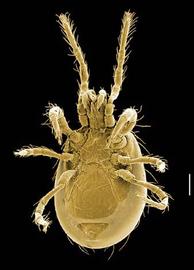   Pachylaelaps  (Oregon) (DEW)
