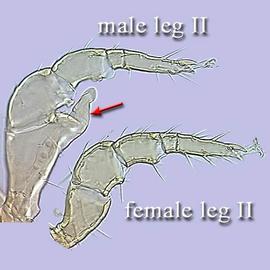 Spur-like distal setae;  Pachylaelaps  male and female legs (DEW)