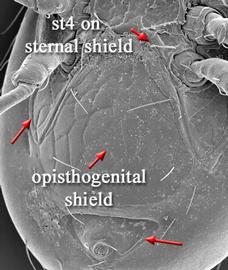  Pachylaelaps  diagnostic shields (DEW)