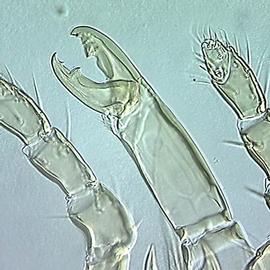   Pachylaelaps  female chelicera (DEW)
