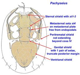  Pachyseius  female venter