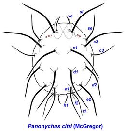   Panonychus citri 
