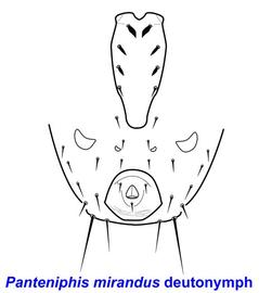  Panteniphis mirandus  venter of deutonymph