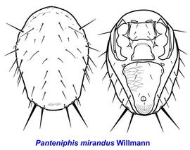  Panteniphis mirandus  female dorsum and venter