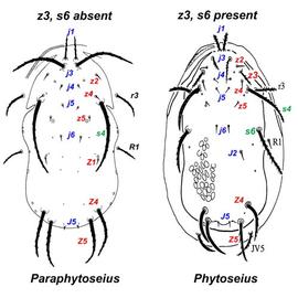  Paraphytoseius  versus  Phytoseius 