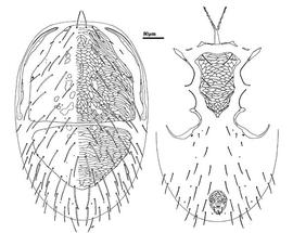 Dorsum and venter of deutonymph