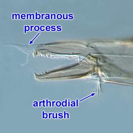  Chelicera of  Poecilochirus  deutonymph
