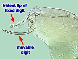  Penthaleus  chelicera showing sickle-like movable digit