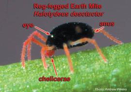 Red-legged earth mite,  Halotydeus destructor ; photo by Andrew Weeks