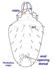 Winter grain / blue oat mite,  Penthaleus major 