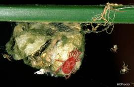  Charletonia  sp., red velvet mite, attacking spider egg case (DEW, HCP)