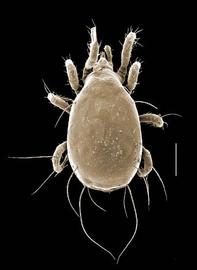  Amblyseius  sp. dorsal view