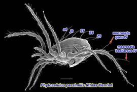  Phytoseiulus persimilis  female latero-ventral view
