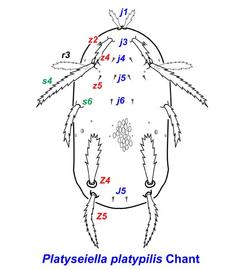 Platyseiella platypilis  female dorsum