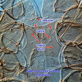 Platyseius  phytoseiid-type sperm access system