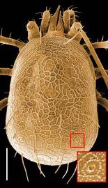   Podocinum  dorsal shield with gland (DEW)
