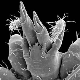   Podocinum  subcapitulum (DEW)
