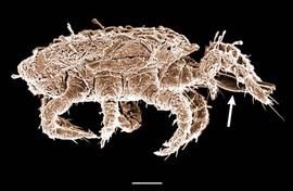 Snap-trap;  Polyaspis  lateral (DEW)