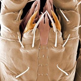  Proctolaelaps  subcapitulum