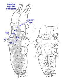   Proterorhagia oztotloica 
